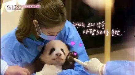 娱乐大爆料熊猫,熊猫明星的幕后故事大揭秘  第1张 娱乐大爆料熊猫,熊猫明星的幕后故事大揭秘  第1张